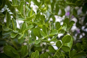 Texas Green Morning Walk